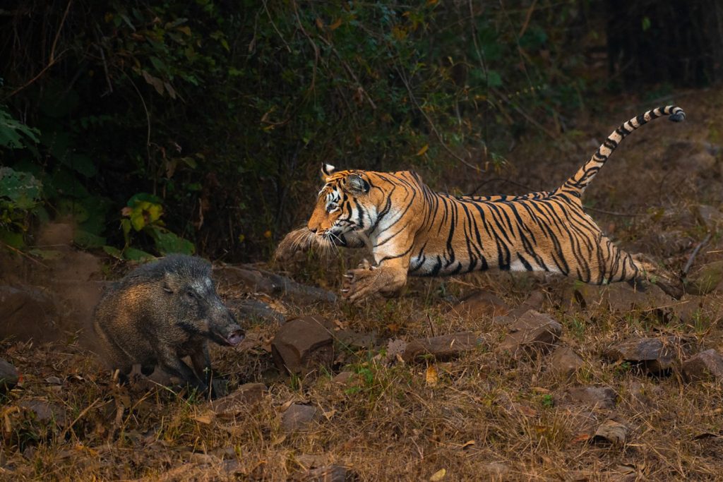 Tiger pouncing on a boar